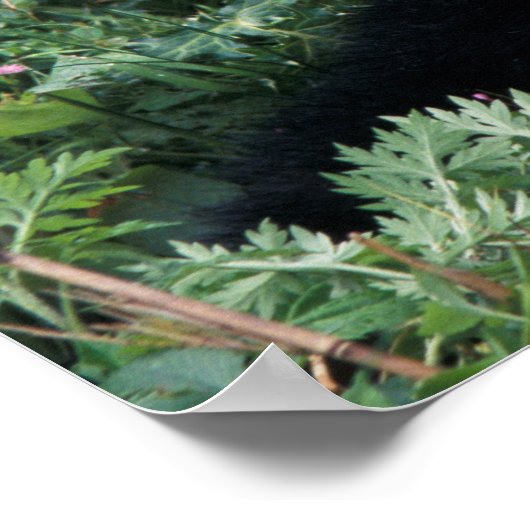 Giant panda in het gras, Wolong Valley, Sichuan Poster (Hoek)