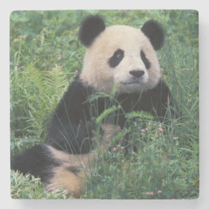 Giant panda in het gras, Wolong Valley, Sichuan Stenen Onderzetter