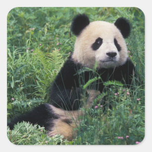 Giant panda in het gras, Wolong Valley, Sichuan Vierkante Sticker
