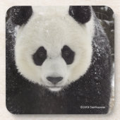 Giant Panda in Snow Bier Onderzetter (Voorkant)
