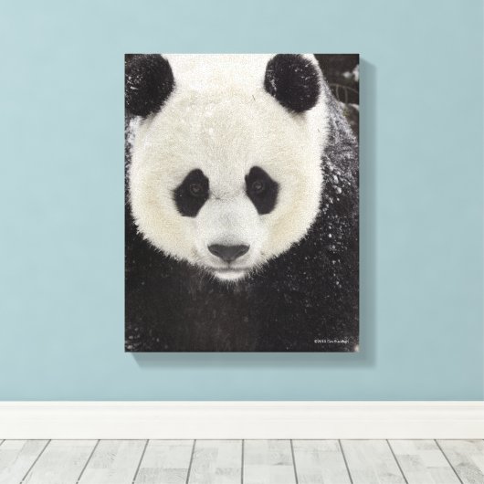 Giant Panda in Snow Canvas Afdruk (Insitu (Houten vloer))