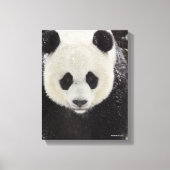 Giant Panda in Snow Canvas Afdruk (Voorkant)