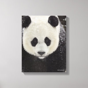Giant Panda in Snow Canvas Afdruk