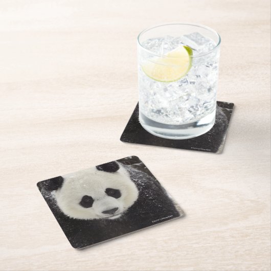 Giant Panda in Snow Kartonnen Onderzetters (Insitu)