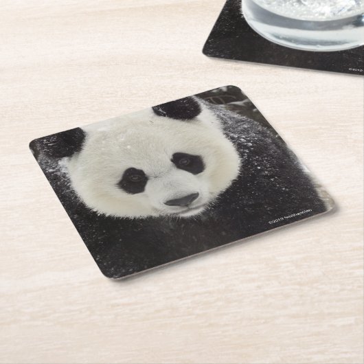 Giant Panda in Snow Kartonnen Onderzetters (Schuin)