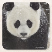 Giant Panda in Snow Kartonnen Onderzetters (Voorkant)