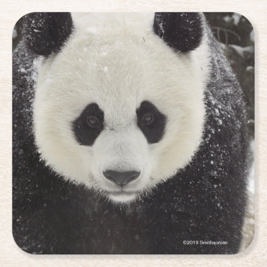 Giant Panda in Snow Kartonnen Onderzetters (Voorkant)