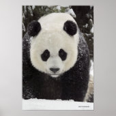 Giant Panda in Snow Poster (Voorkant)