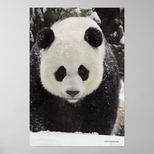 Giant Panda in Snow Poster (Voorkant)