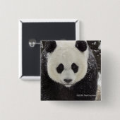 Giant Panda in Snow Vierkante Button 5,1 Cm (Voorkant /achterkant)
