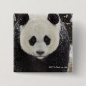 Giant Panda in Snow Vierkante Button 5,1 Cm (Voorkant)