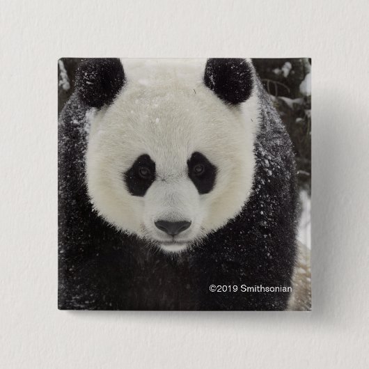 Giant Panda in Snow Vierkante Button 5,1 Cm (Voorkant)