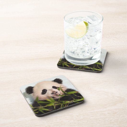 Giant Panda leaning Against Wall Bier Onderzetter (Rechterzijde)