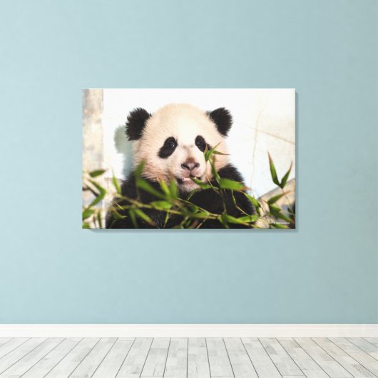 Giant Panda leaning Against Wall Canvas Afdruk (Insitu (Houten vloer))