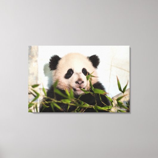 Giant Panda leaning Against Wall Canvas Afdruk (Voorkant)