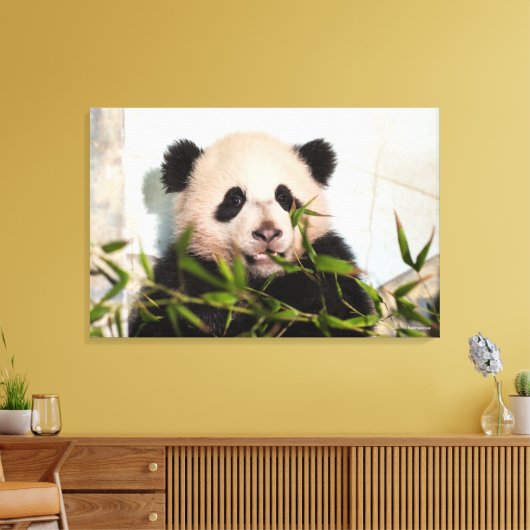 Giant Panda leaning Against Wall Canvas Afdruk (Insitu (Woonkamer))