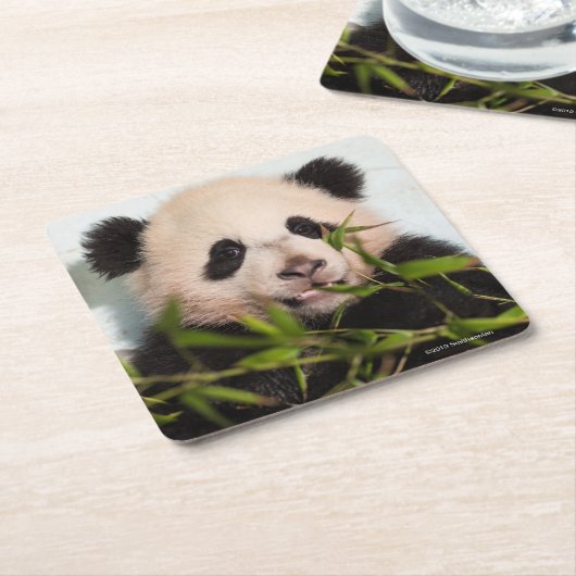 Giant Panda leaning Against Wall Kartonnen Onderzetters (Schuin)