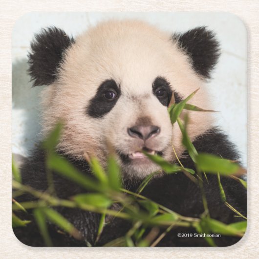 Giant Panda leaning Against Wall Kartonnen Onderzetters (Voorkant)