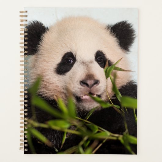 Giant Panda leaning Against Wall Planner (Voorkant)