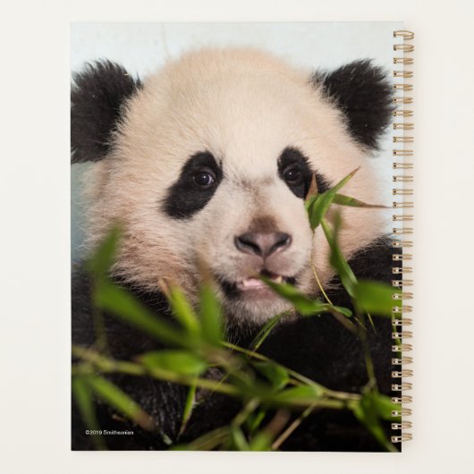 Giant Panda leaning Against Wall Planner (Achterkant)