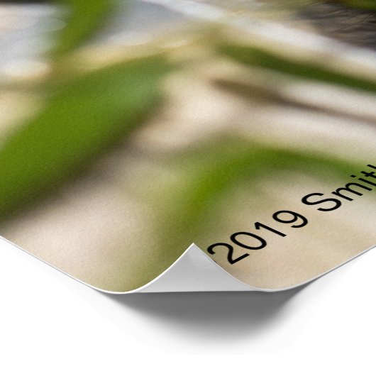 Giant Panda leaning Against Wall Poster (Hoek)