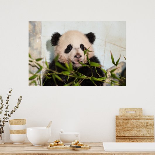 Giant Panda leaning Against Wall Poster (Keuken)