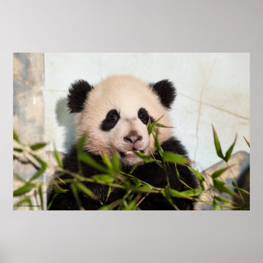 Giant Panda leaning Against Wall Poster (Voorkant)