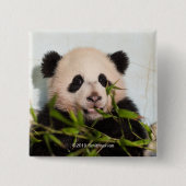 Giant Panda leaning Against Wall Vierkante Button 5,1 Cm (Voorkant)