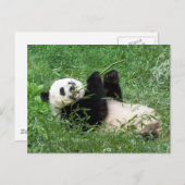 Giant Panda Lounging Eating Bamboo Briefkaart (Voorkant / Achterkant)