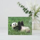 Giant Panda Lounging Eating Bamboo Briefkaart (Staand voorkant)