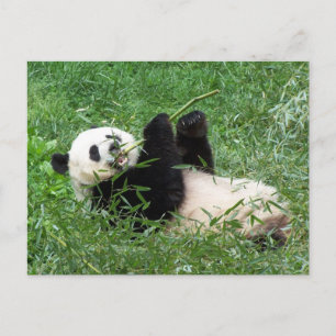 Giant Panda Lounging Eating Bamboo Briefkaart
