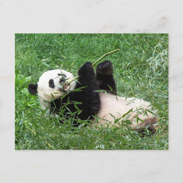 Giant Panda Lounging Eating Bamboo Briefkaart (Voorkant)