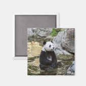 Giant Panda Magneet (Voorkant / Achterkant)