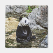 Giant Panda Magneet (Voorkant)
