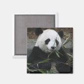 Giant panda magneet (Voorkant / Achterkant)