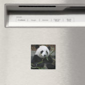 Giant panda magneet (Insitu (Vaatwasser))
