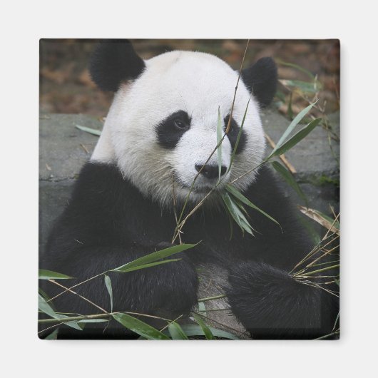 Giant panda magneet (Voorkant)