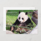 Giant Panda Mei Xiang Briefkaart (Voorkant / Achterkant)