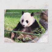 Giant Panda Mei Xiang Briefkaart (Voorkant)