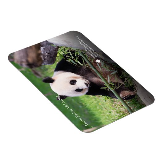 Giant Panda Mei Xiang Magneet (Rechterzijde)