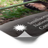 Giant Panda Mei Xiang Poster (Hoek)