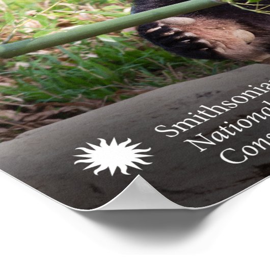 Giant Panda Mei Xiang Poster (Hoek)