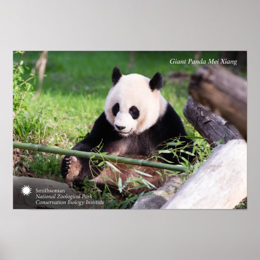 Giant Panda Mei Xiang Poster (Voorkant)