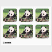 Giant Panda Mei Xiang Vierkante Sticker (Vel)