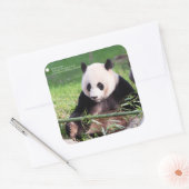 Giant Panda Mei Xiang Vierkante Sticker (Envelop)