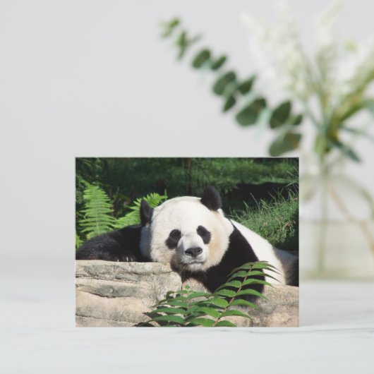 Giant Panda Napping Briefkaart (Staand voorkant)