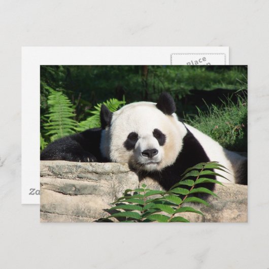 Giant Panda Napping Briefkaart (Voorkant / Achterkant)