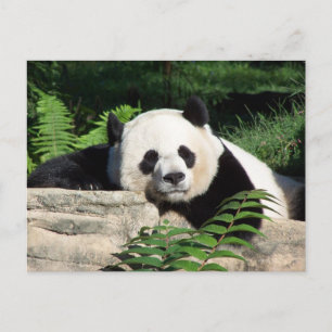 Giant Panda Napping Briefkaart