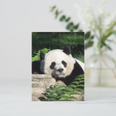Giant Panda Napping Briefkaart (Staand voorkant)