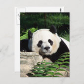 Giant Panda Napping Briefkaart (Voorkant / Achterkant)